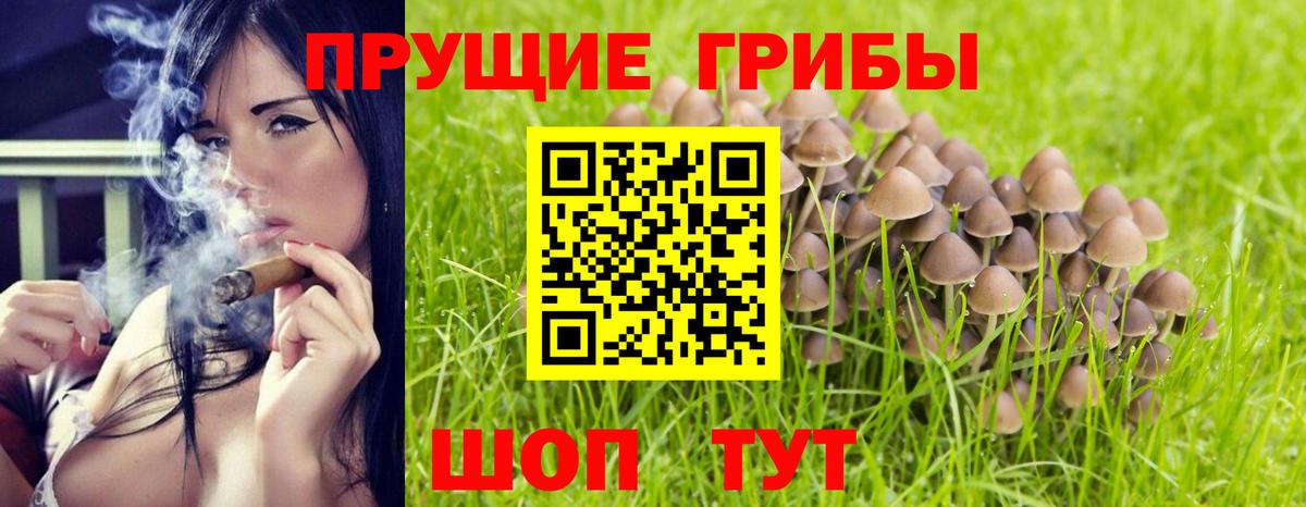Галлюциногенные грибы Psilocybine cubensis Горячий Ключ